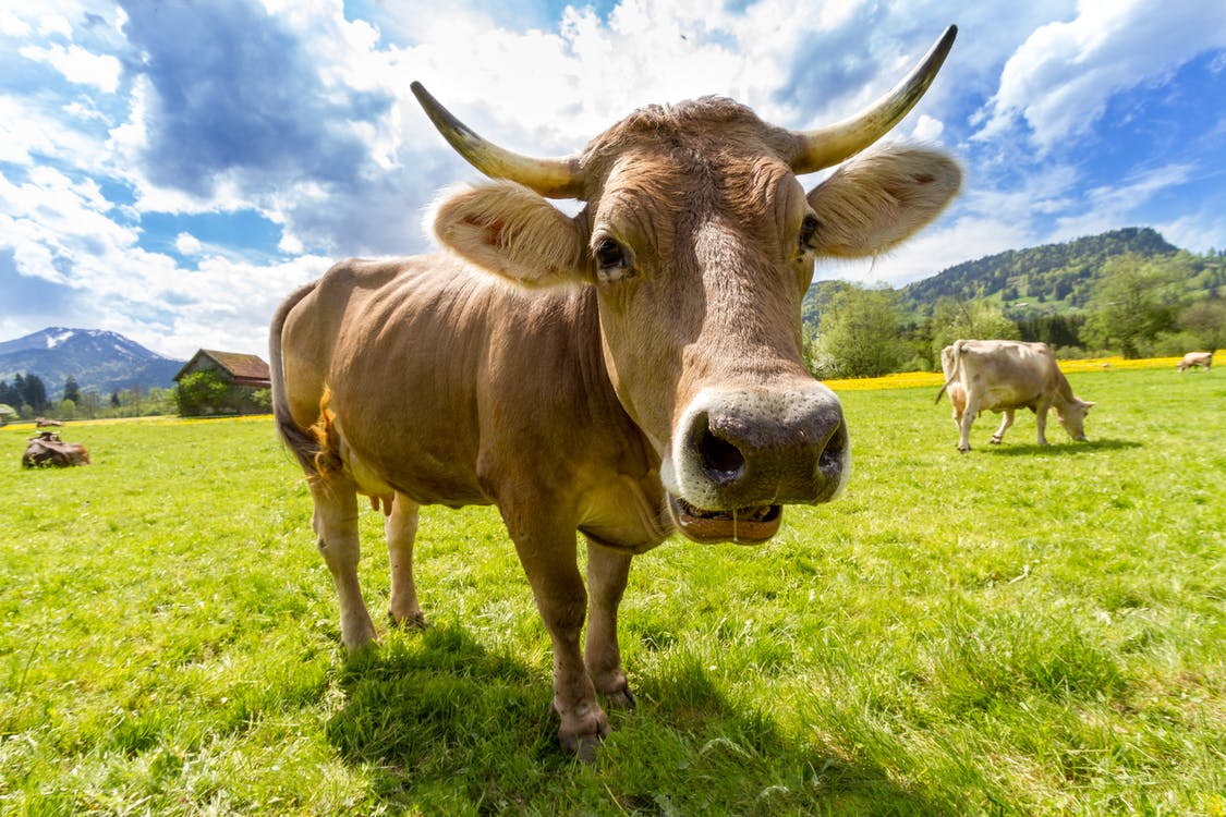 Ciri-ciri PMK pada ternak sapi atau kambing